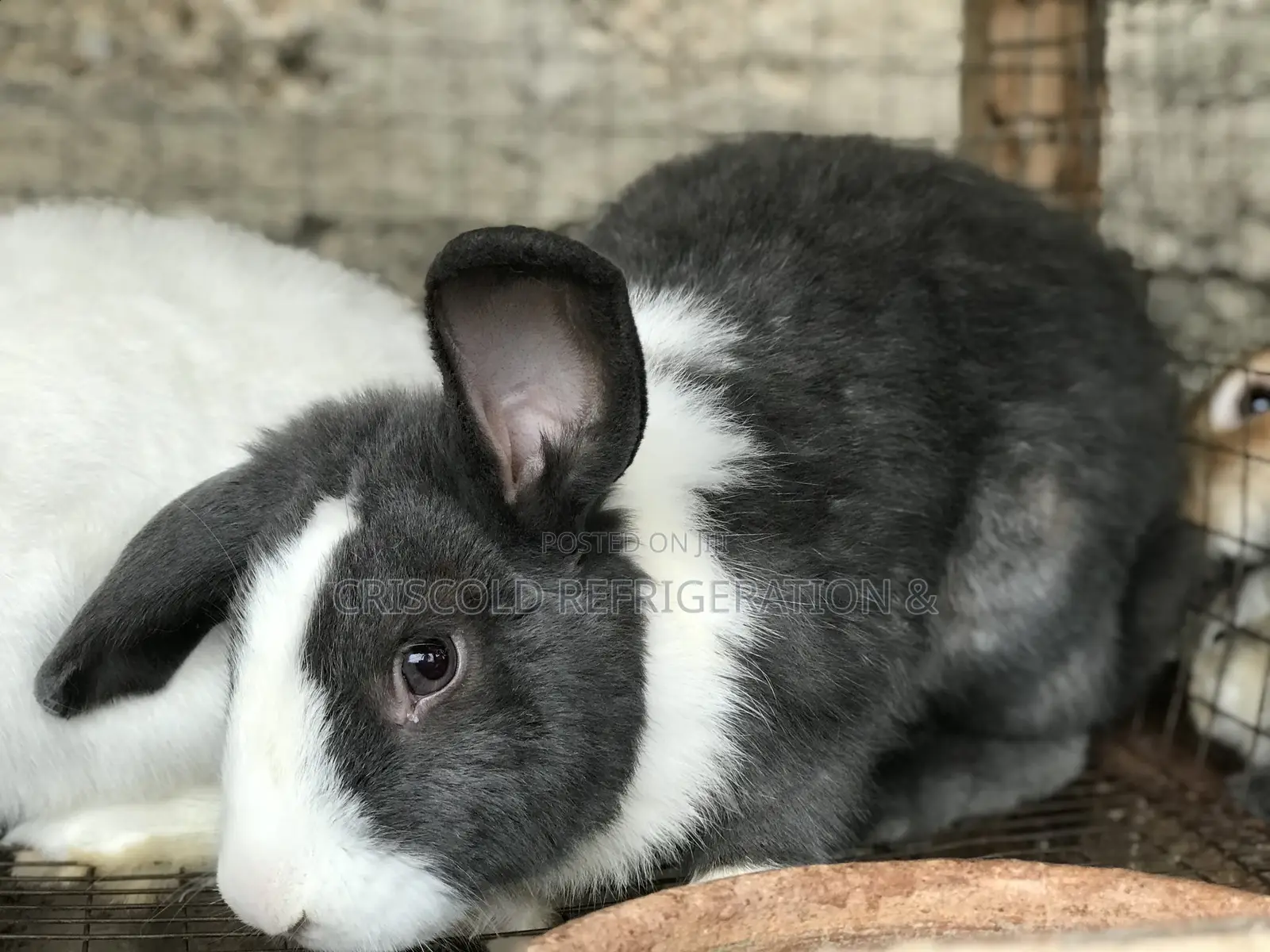 Rabbits for Sale