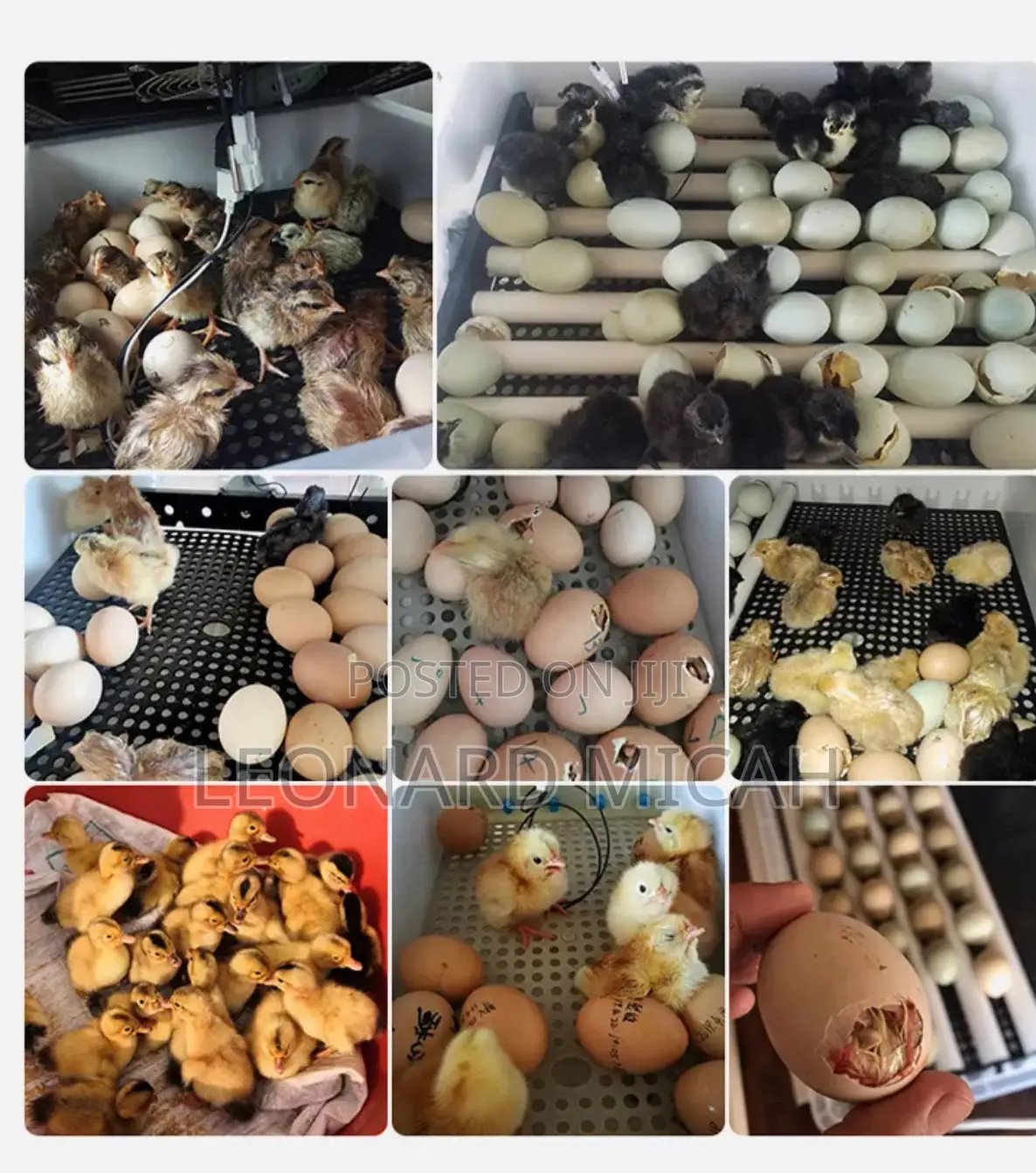 Egg Incubator 192 Capacity Fully Automatic
