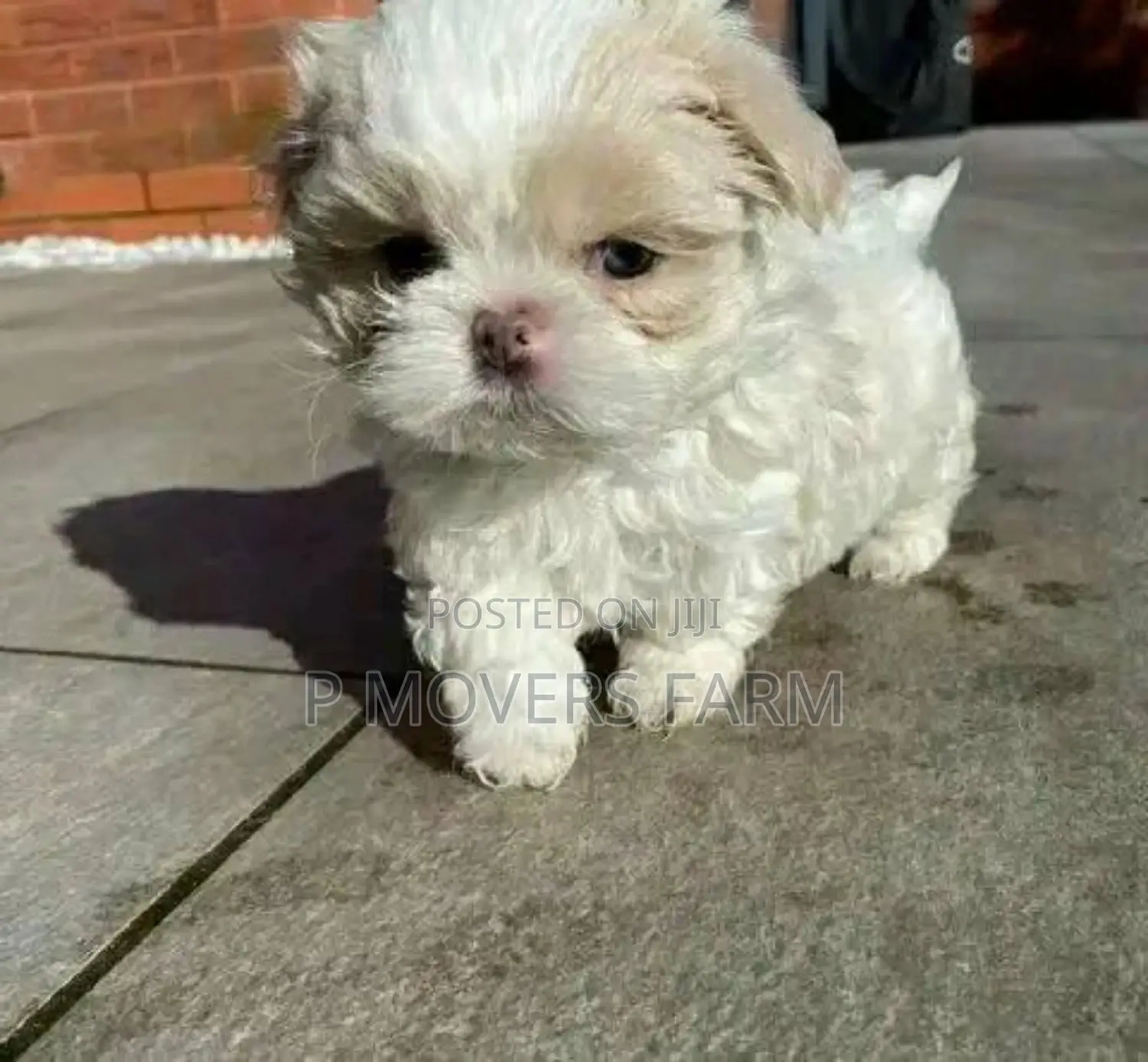 1-3 months Male Purebred Poodle