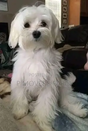1-3 months Male Purebred Maltese