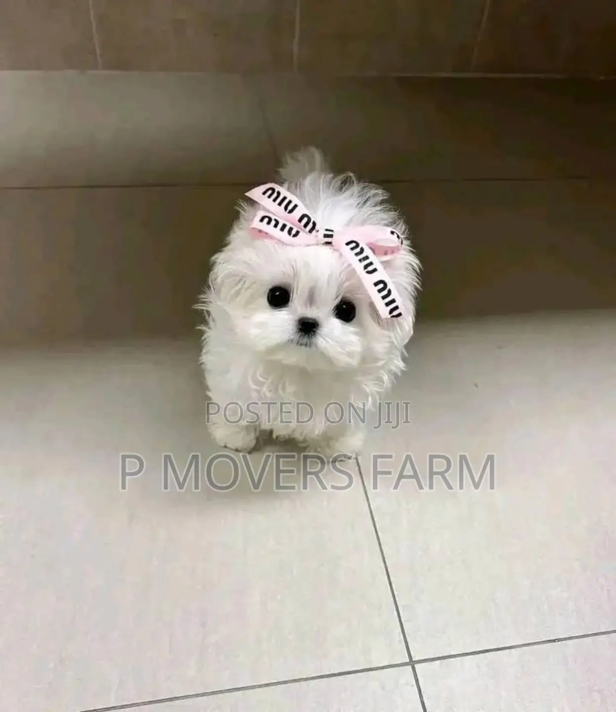 1-3 months Male Purebred Maltese