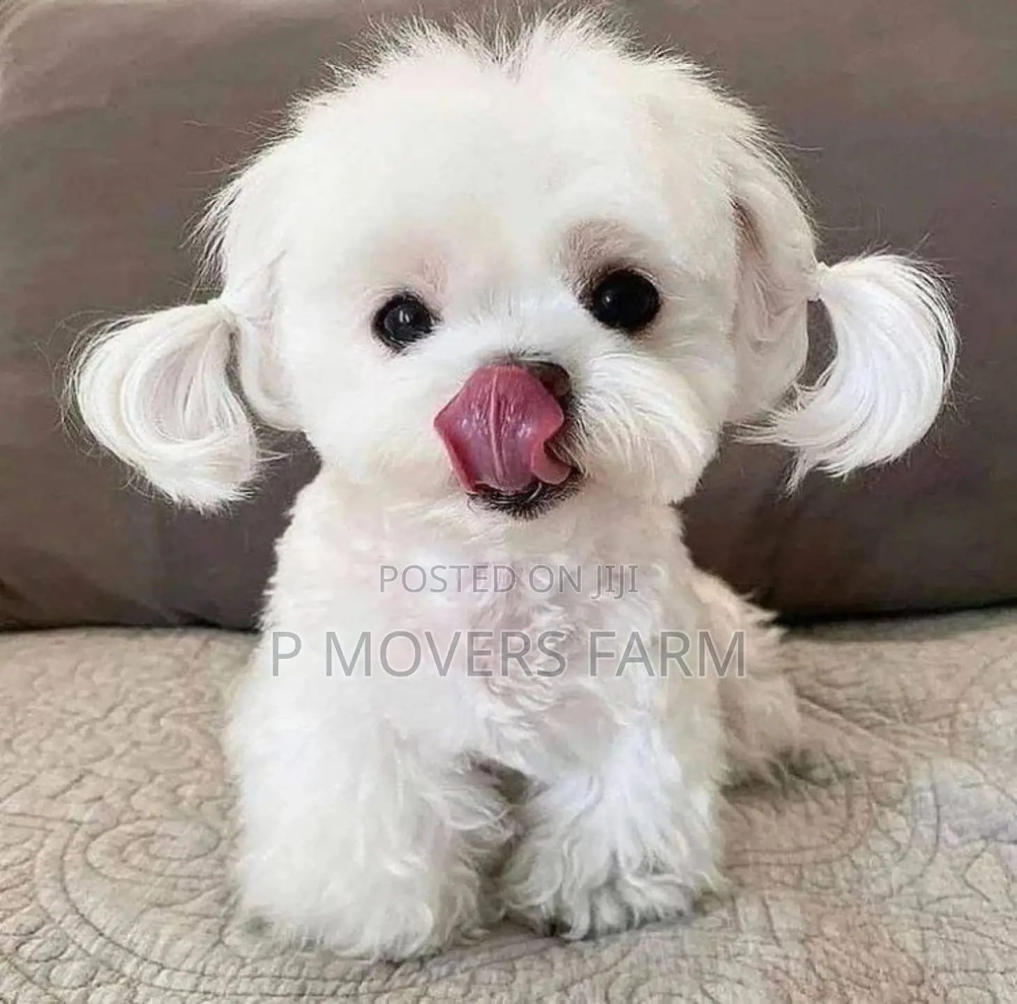 1-3 months Male Purebred Maltese