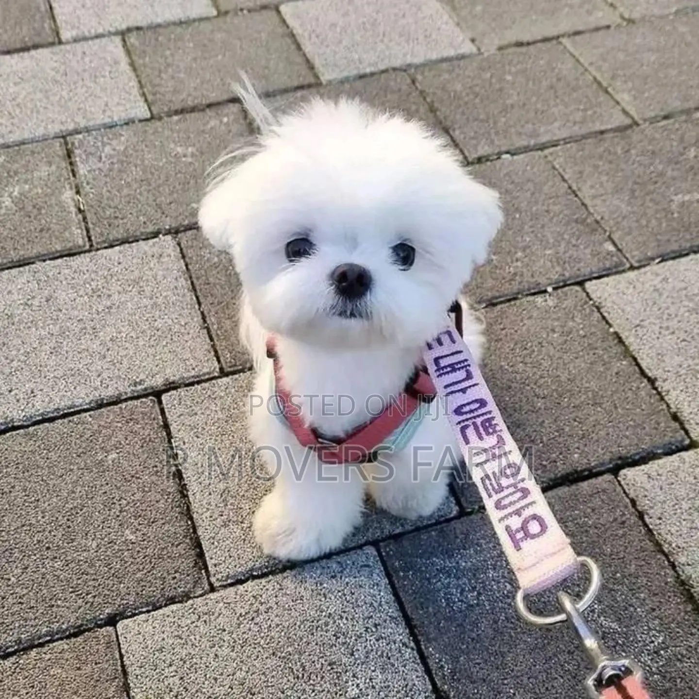 1-3 months Female Purebred Maltese
