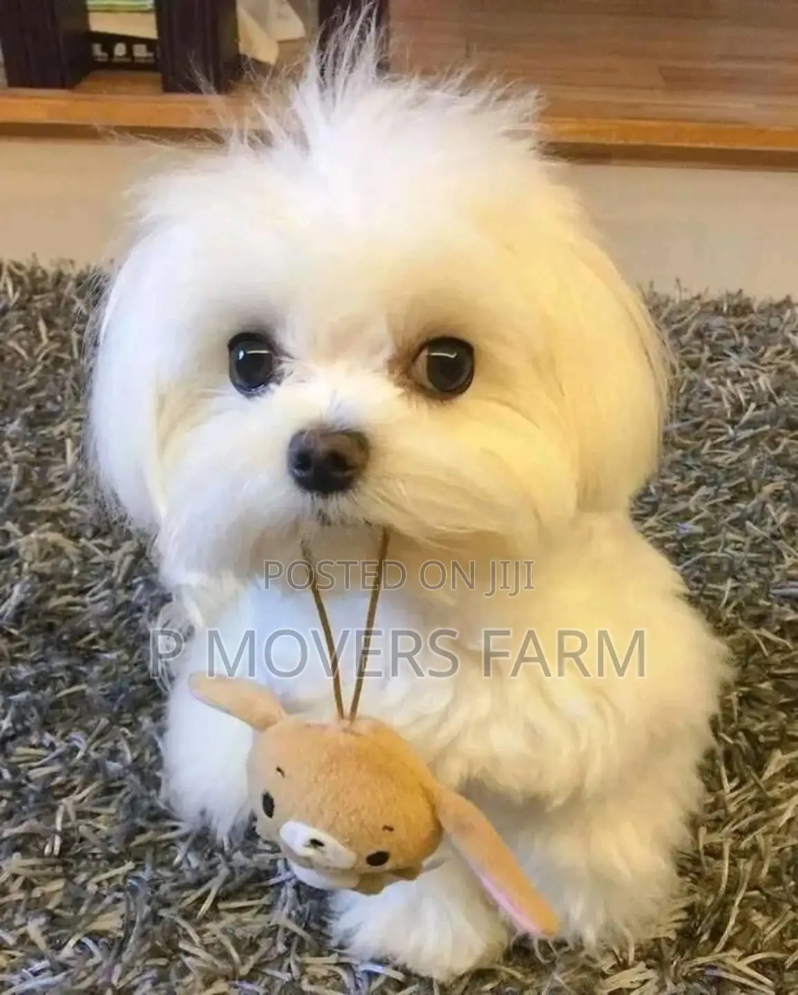 1-3 months Female Purebred Maltese