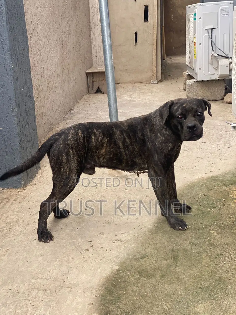 6-12 months Male Purebred Boerboel