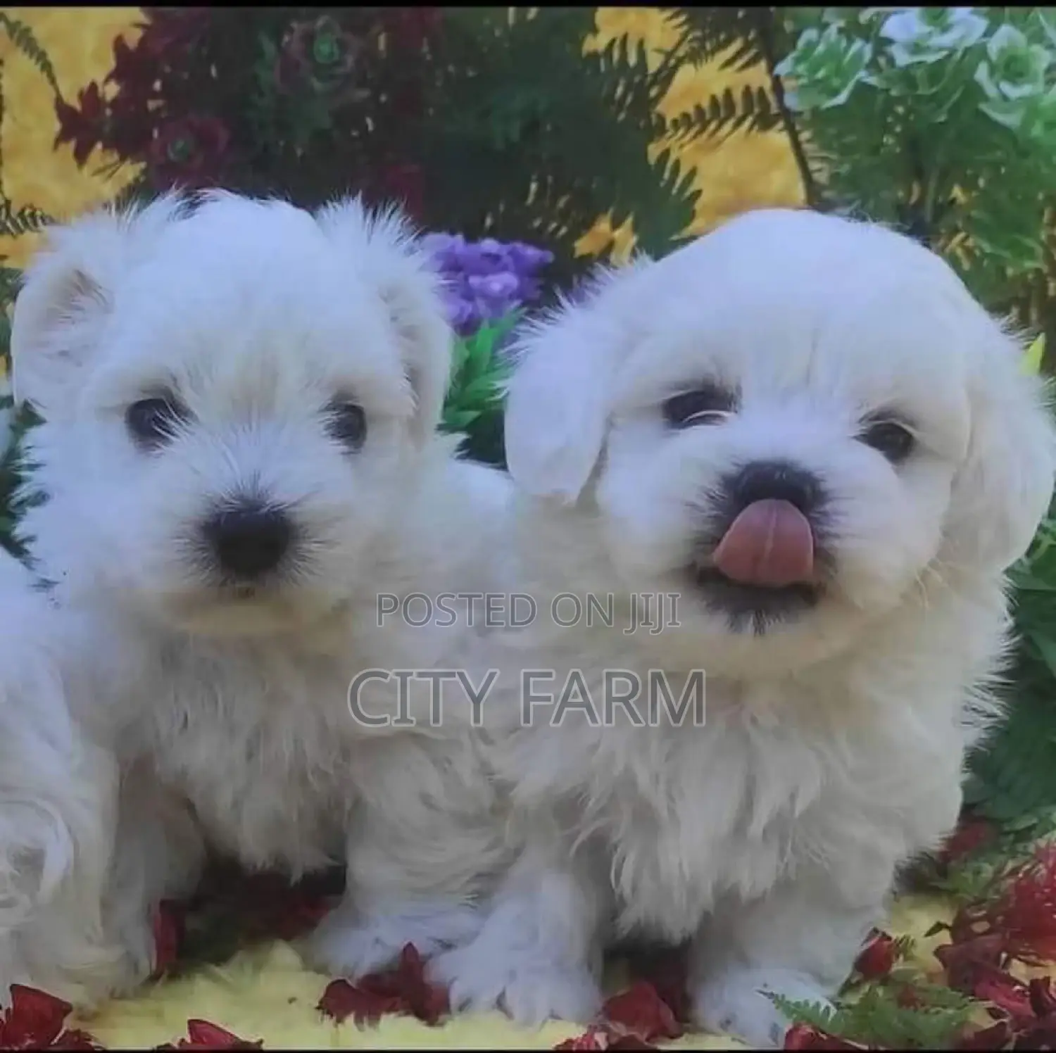 3-6 months Male Purebred Maltese