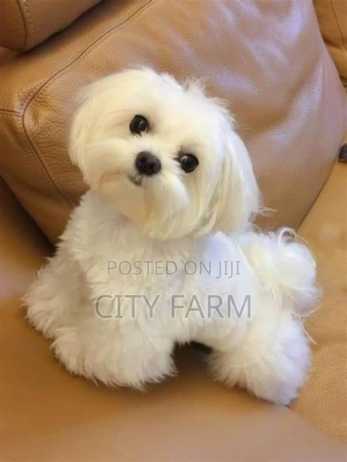 1-3 months Male Purebred Maltese
