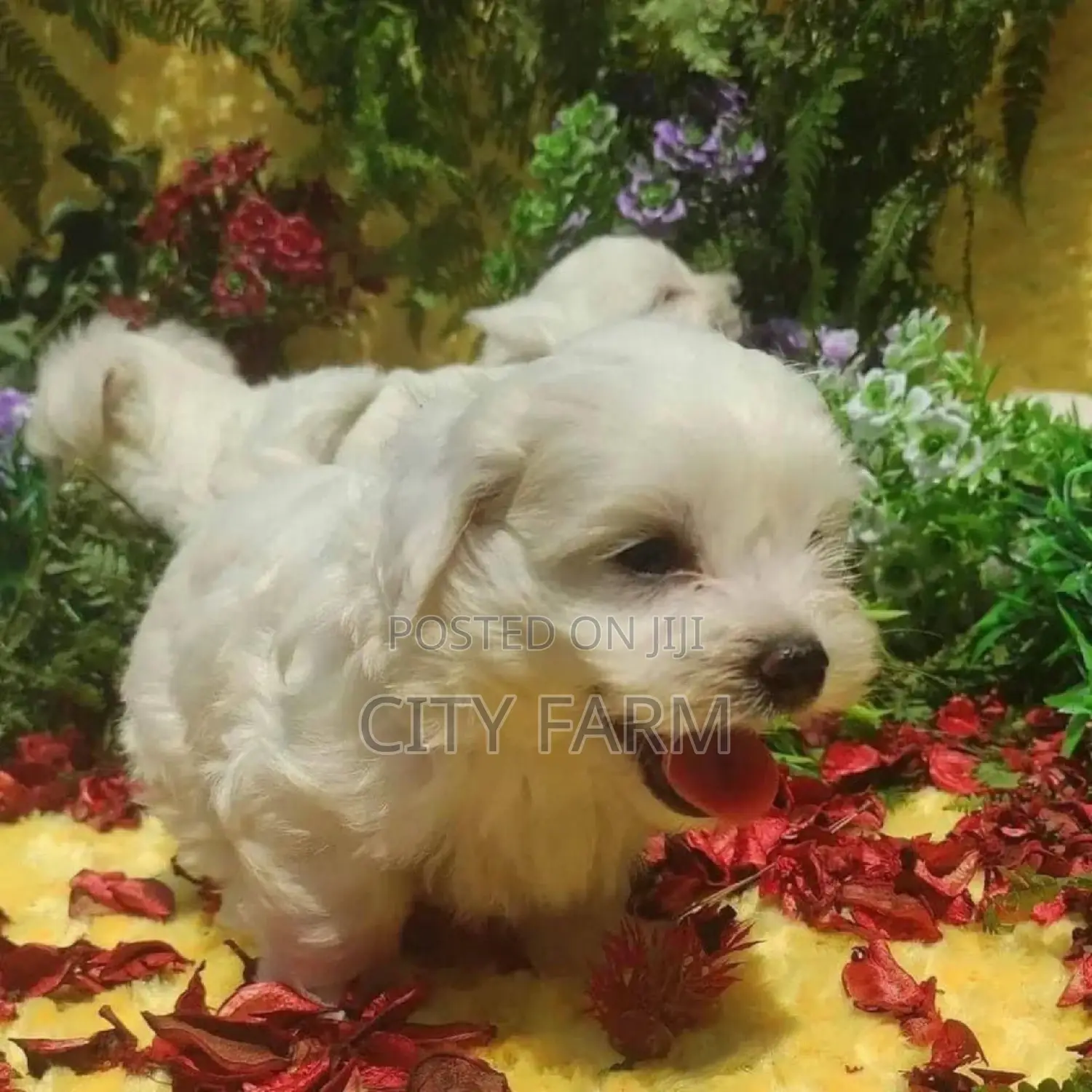1-3 months Male Purebred Maltese