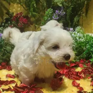 1-3 months Male Purebred Maltese