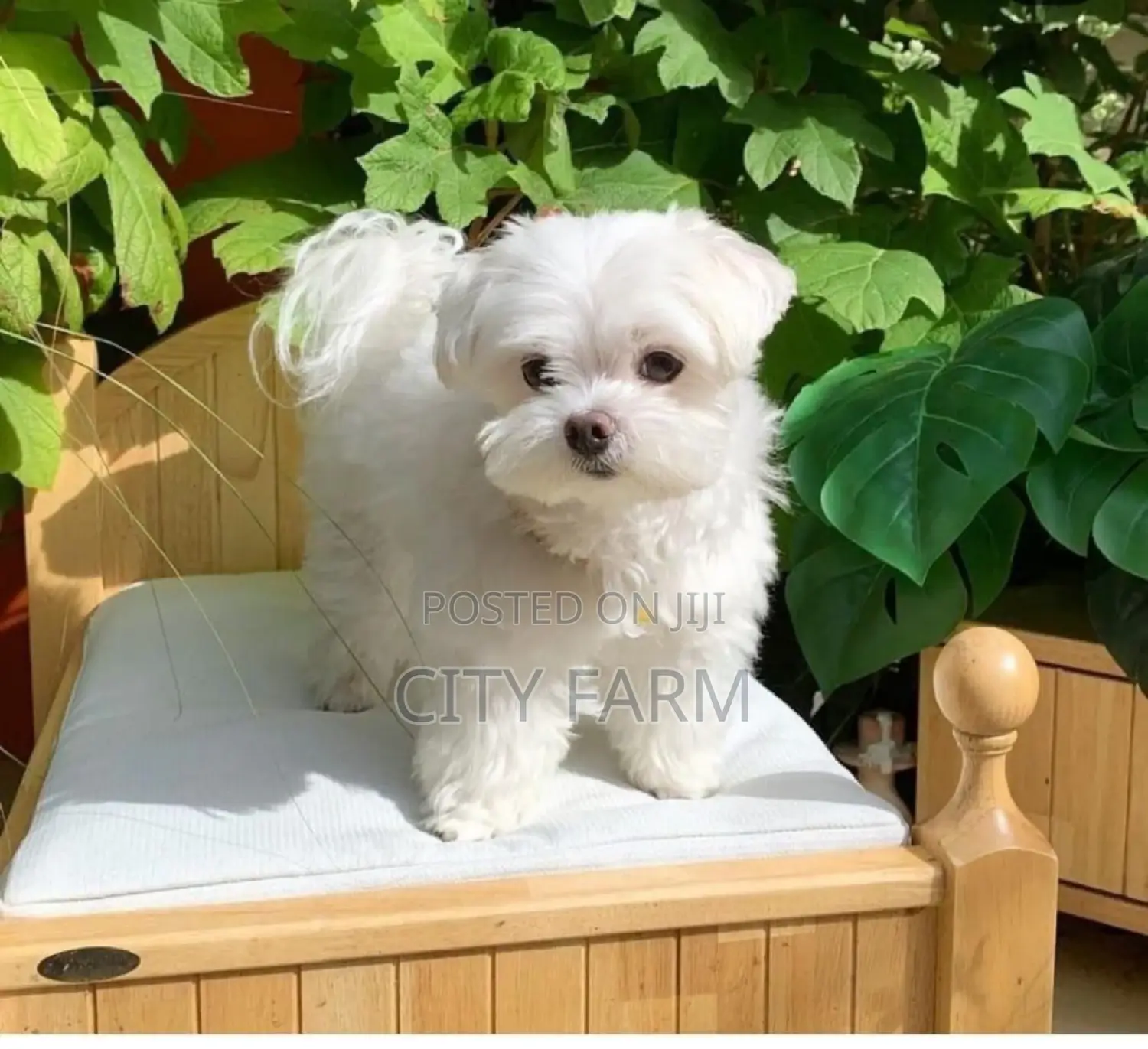 1-3 months Male Purebred Poodle