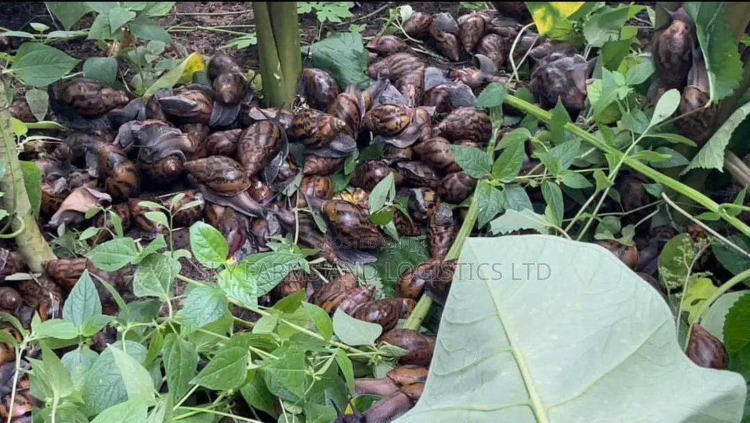 Point of Lay Snails for Rearing