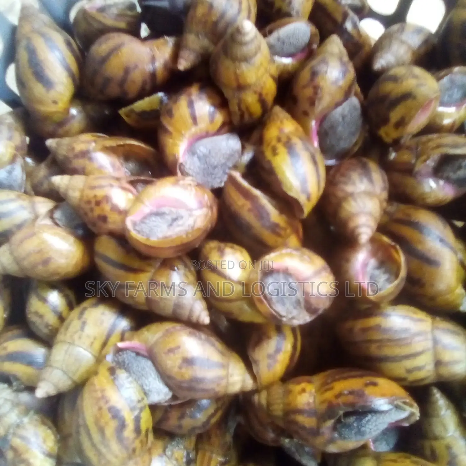 Point of Lay Snails for Rearing