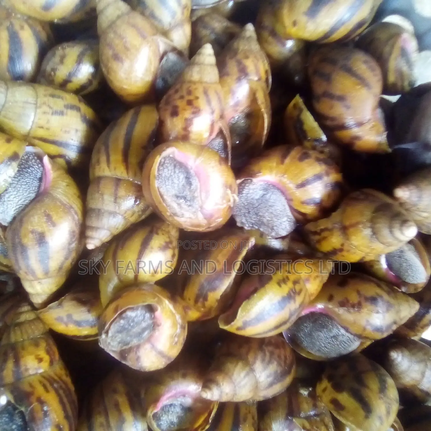 Point of Lay Snails for Rearing