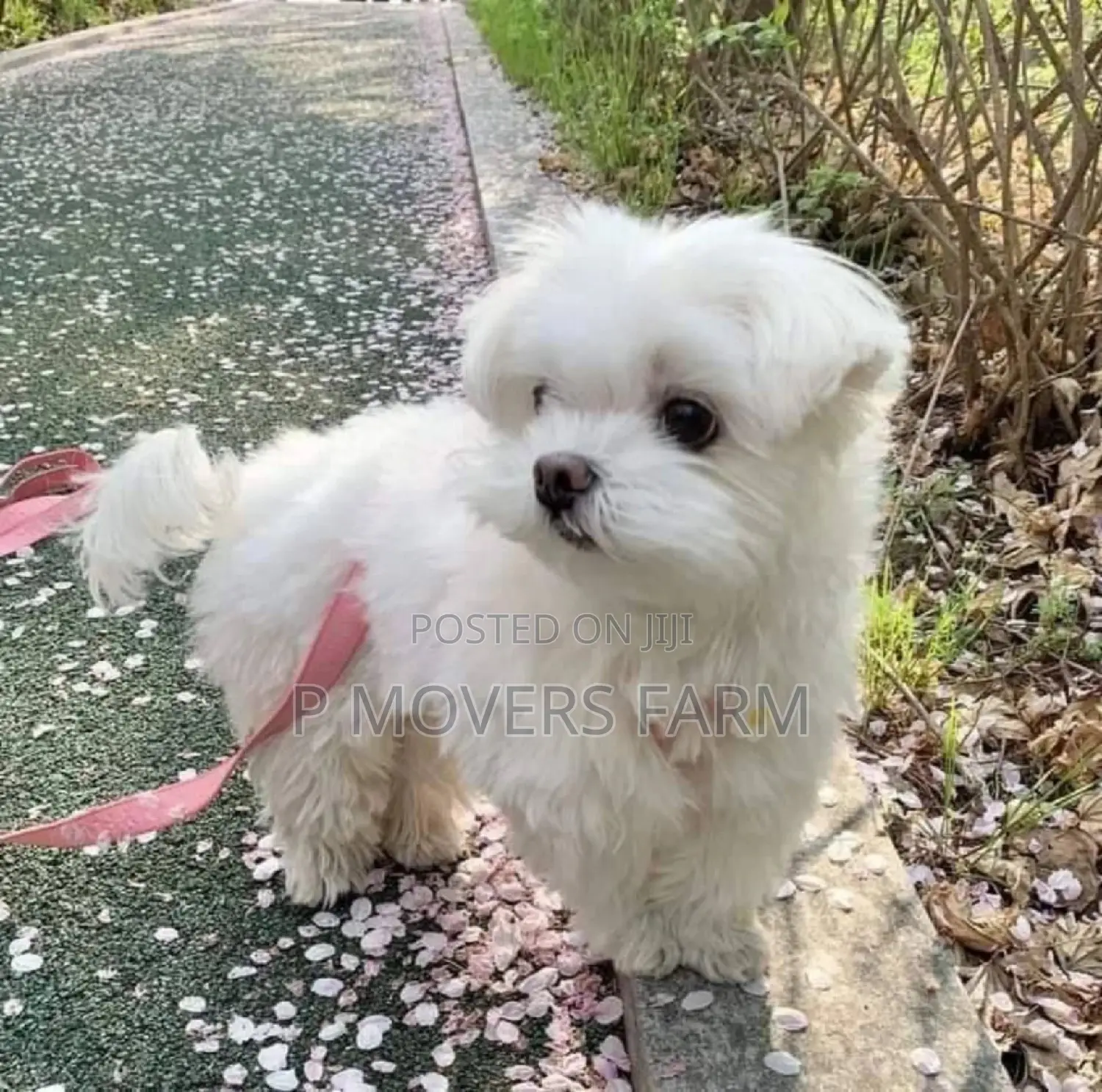 1-3 months Male Purebred Maltese