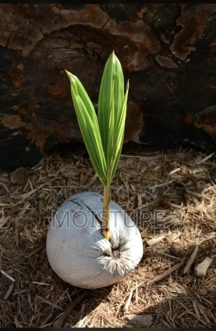 Healthy Coconut Seedlings (Malayan Dwarf Hybrid Varieties