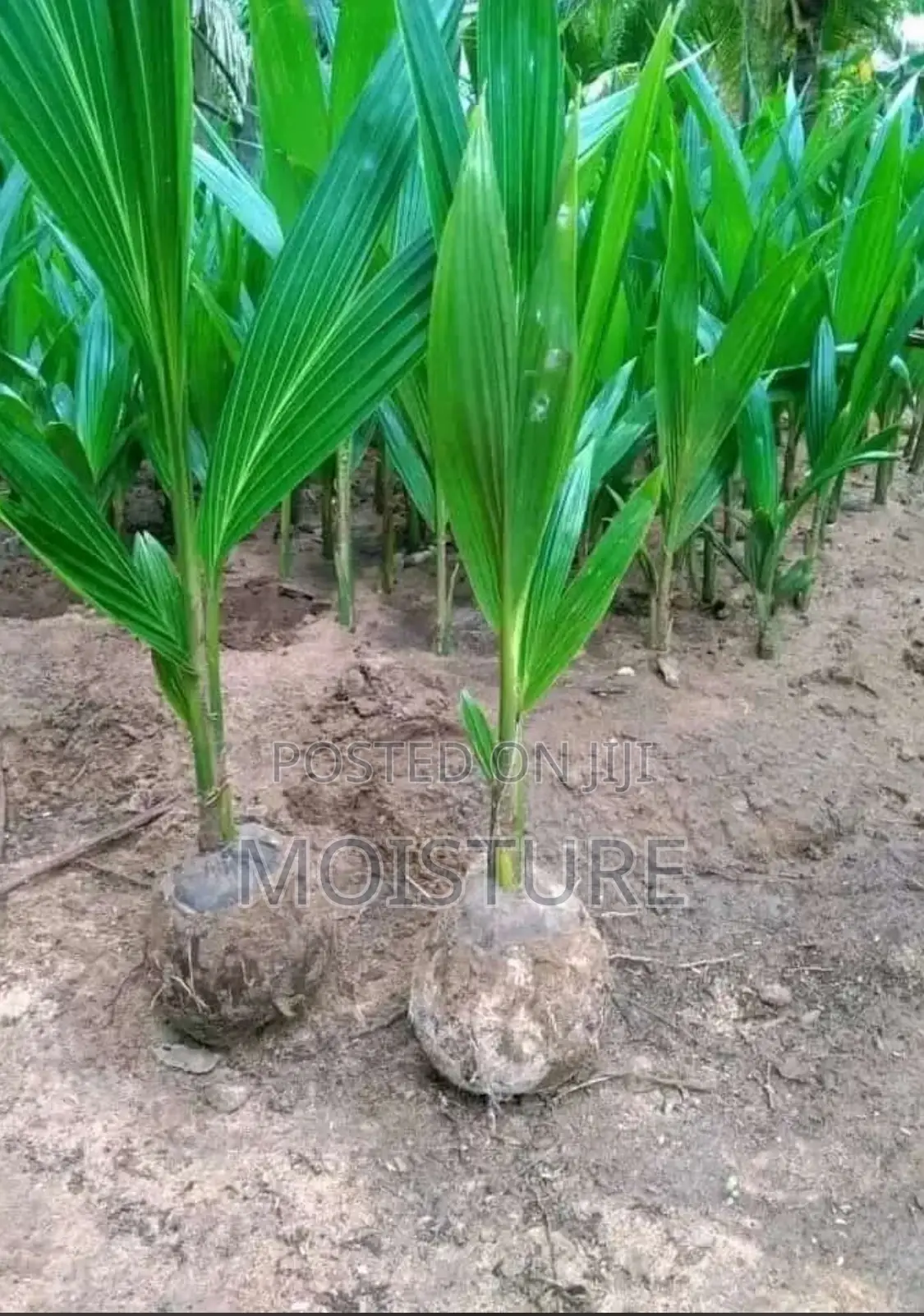 Healthy Coconut Seedlings (Malayan Dwarf Hybrid Varieties