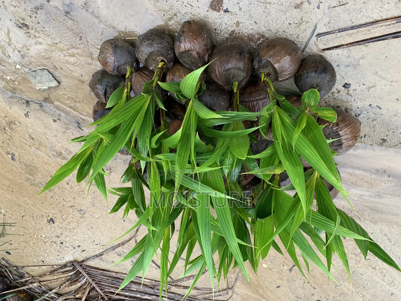 Yellow and Green Dwarf Coconut Seedlings.