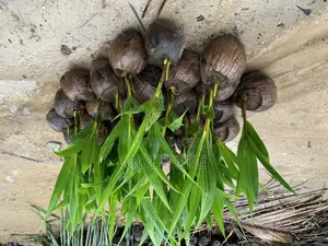 Yellow and Green Dwarf Coconut Seedlings.