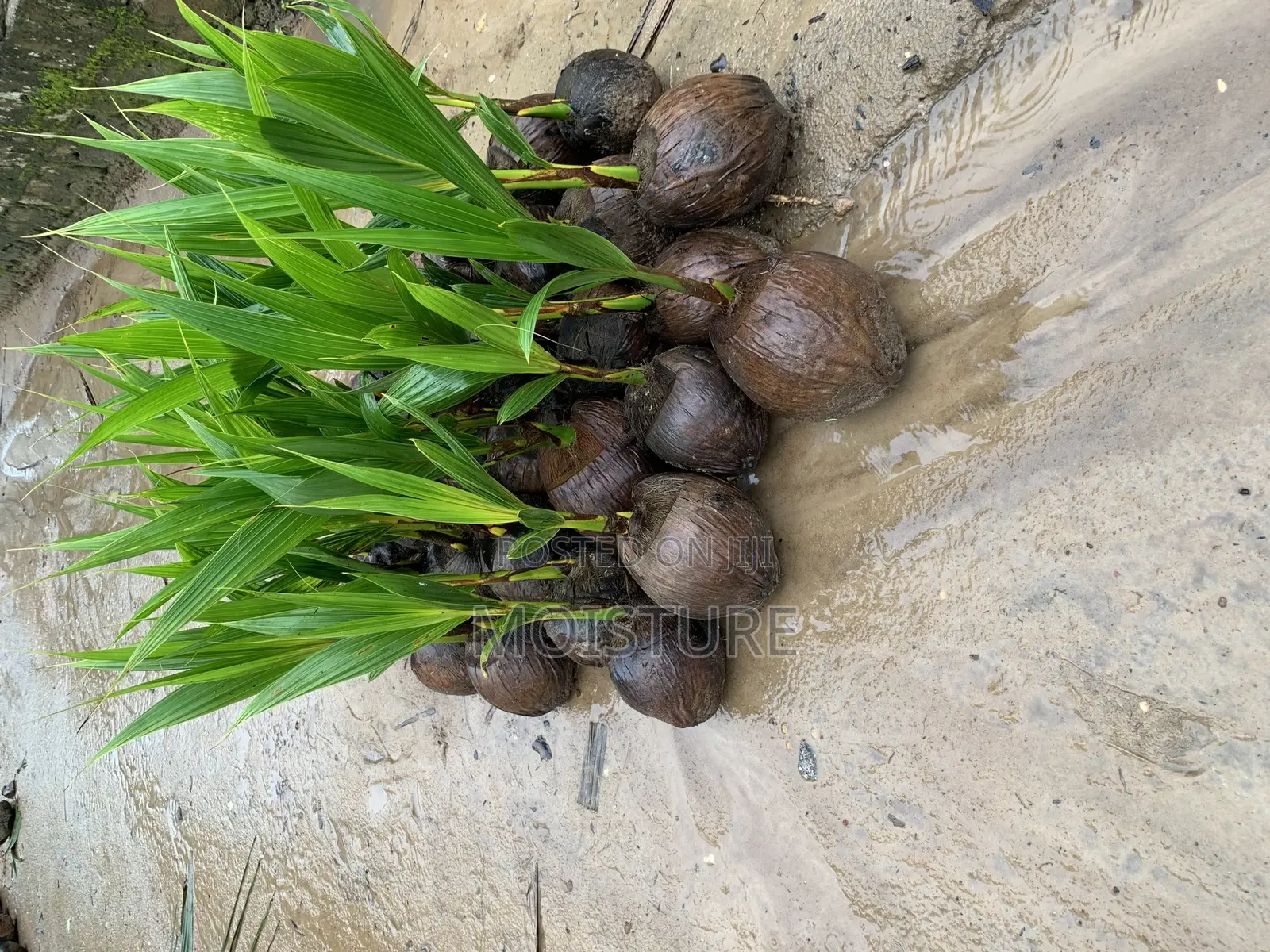 Yellow and Green Dwarf Coconut Seedlings.