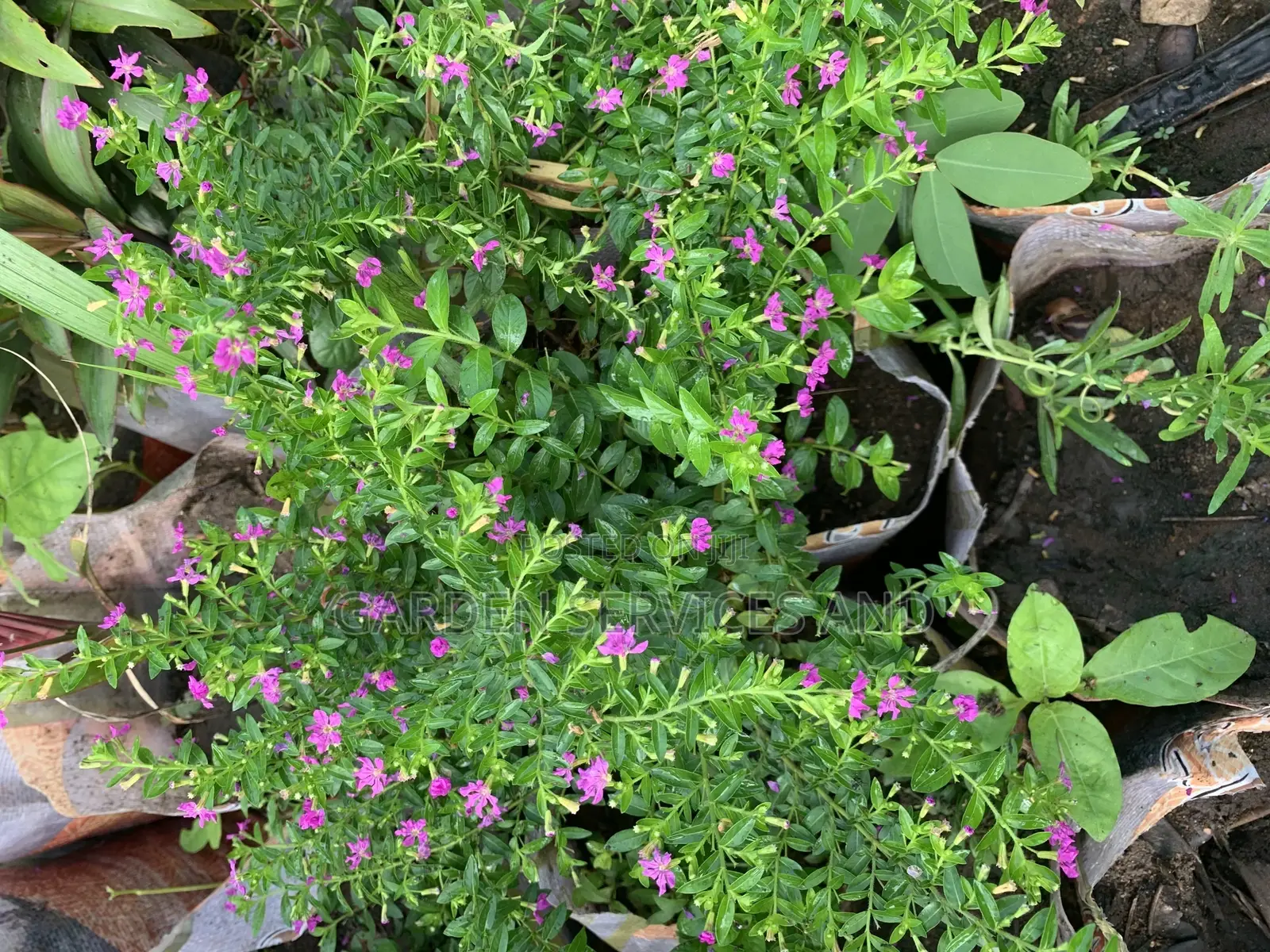Cuphea Hyssopifolia Flower for Sale