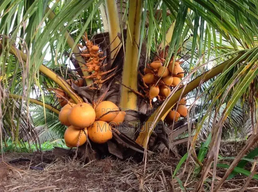 Hybrid Yellow Coconut Seedling