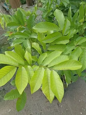 Rambutan Seedlings