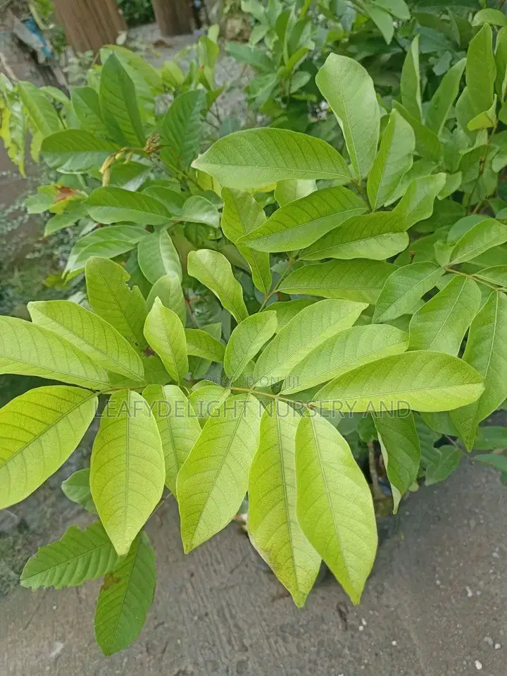 Rambutan Seedlings