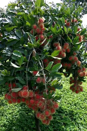 Rambutan Seedlings