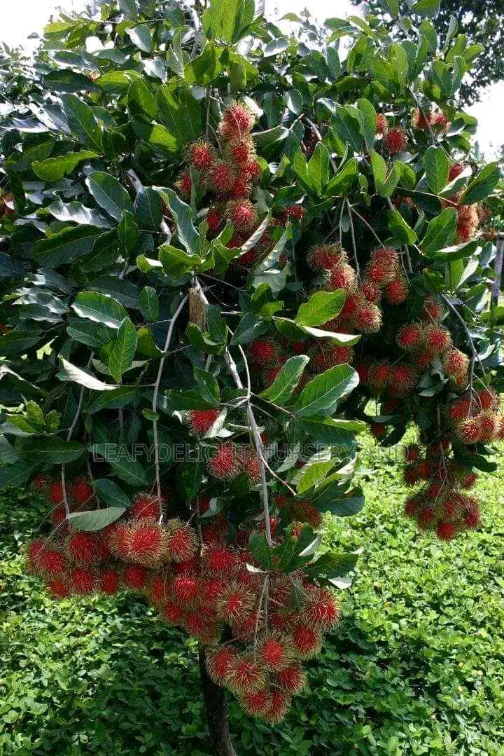 Rambutan Seedlings