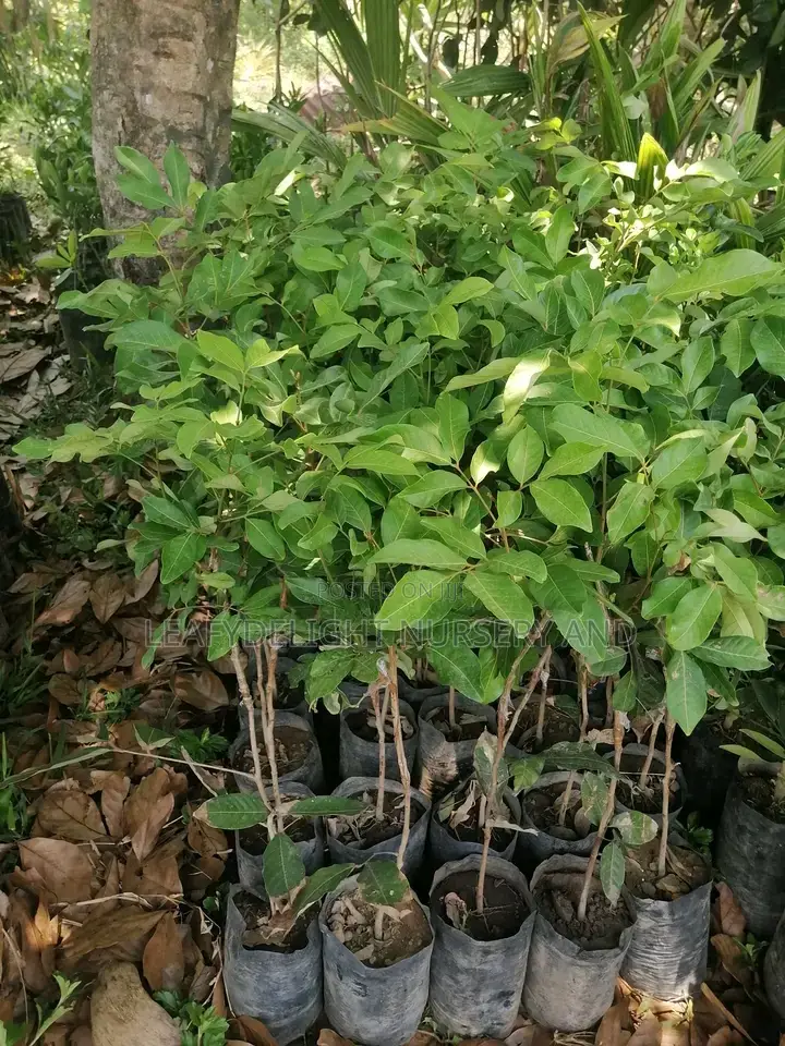 Rambutan Seedlings