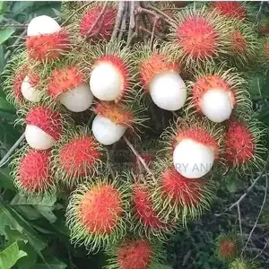 Rambutan Seedlings