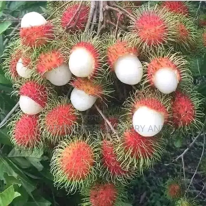 Rambutan Seedlings