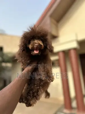 1-3 months Female Purebred Poodle