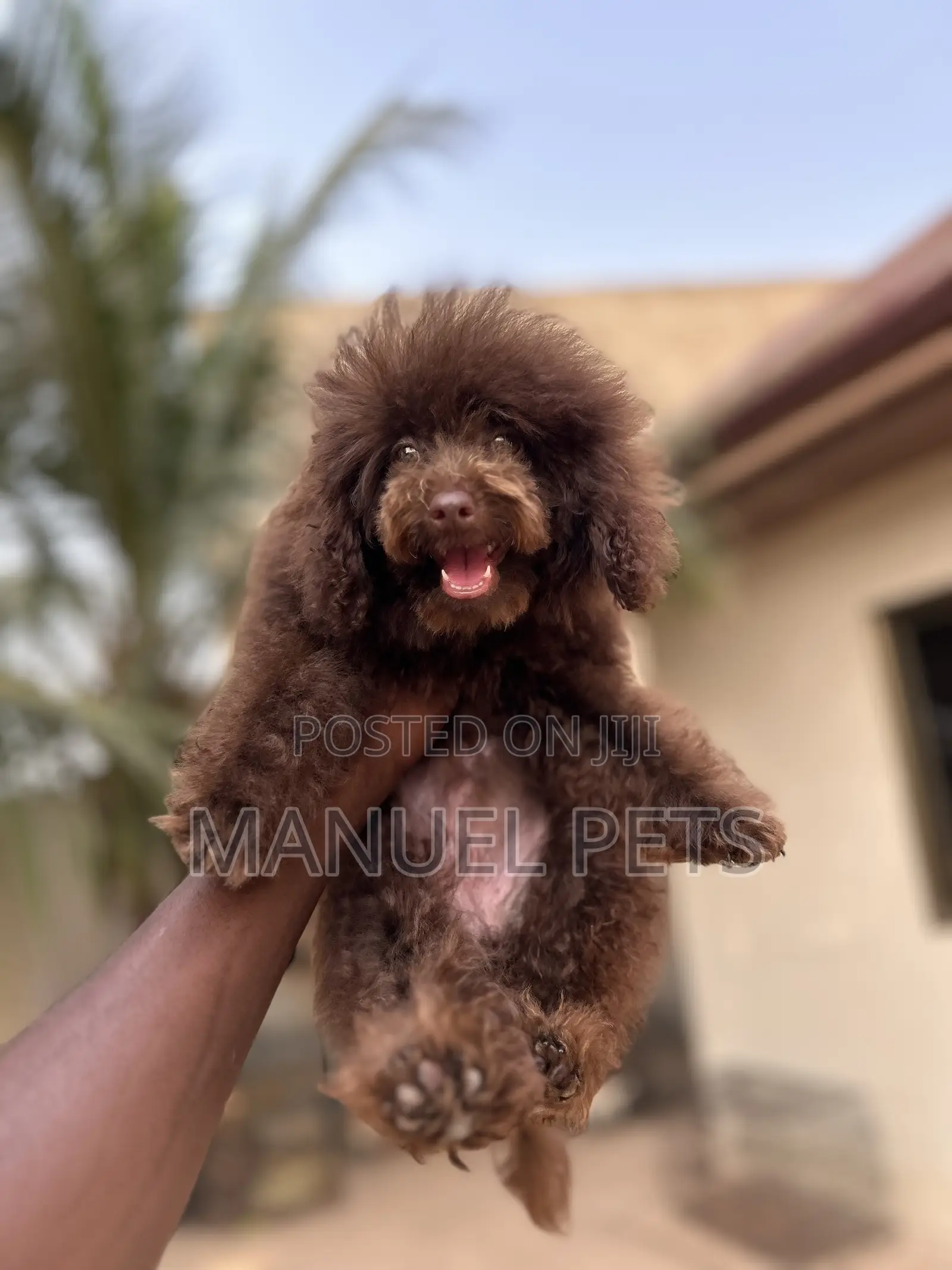 1-3 months Female Purebred Poodle