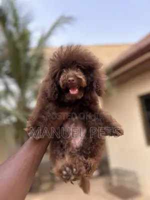 1-3 months Female Purebred Poodle