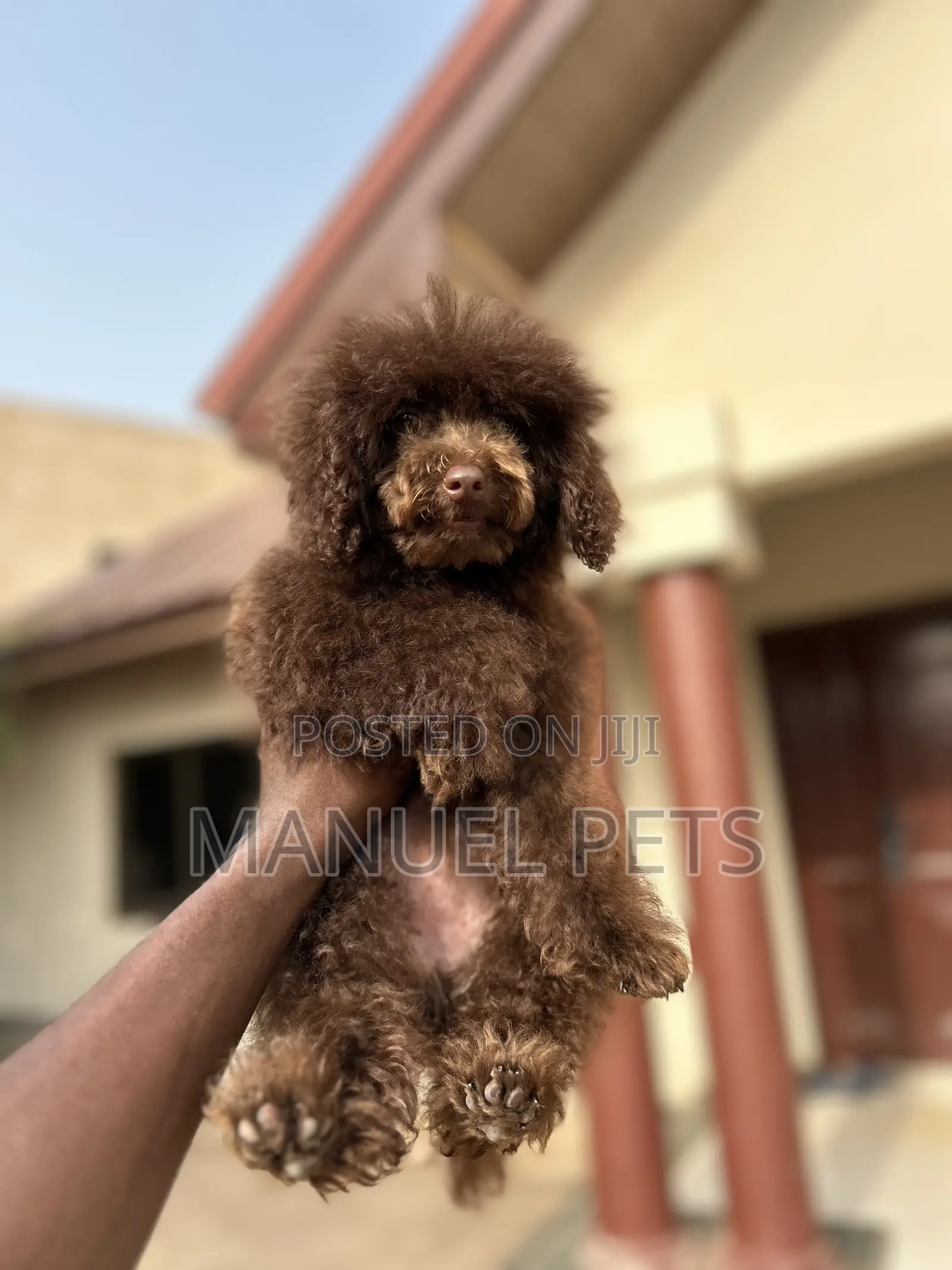 1-3 months Female Purebred Poodle