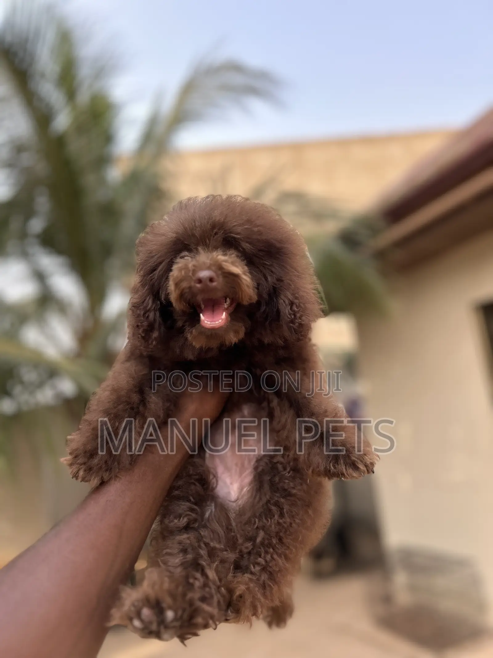 1-3 months Female Purebred Poodle