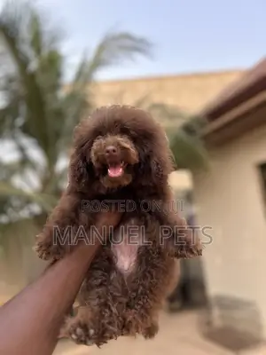 1-3 months Female Purebred Poodle