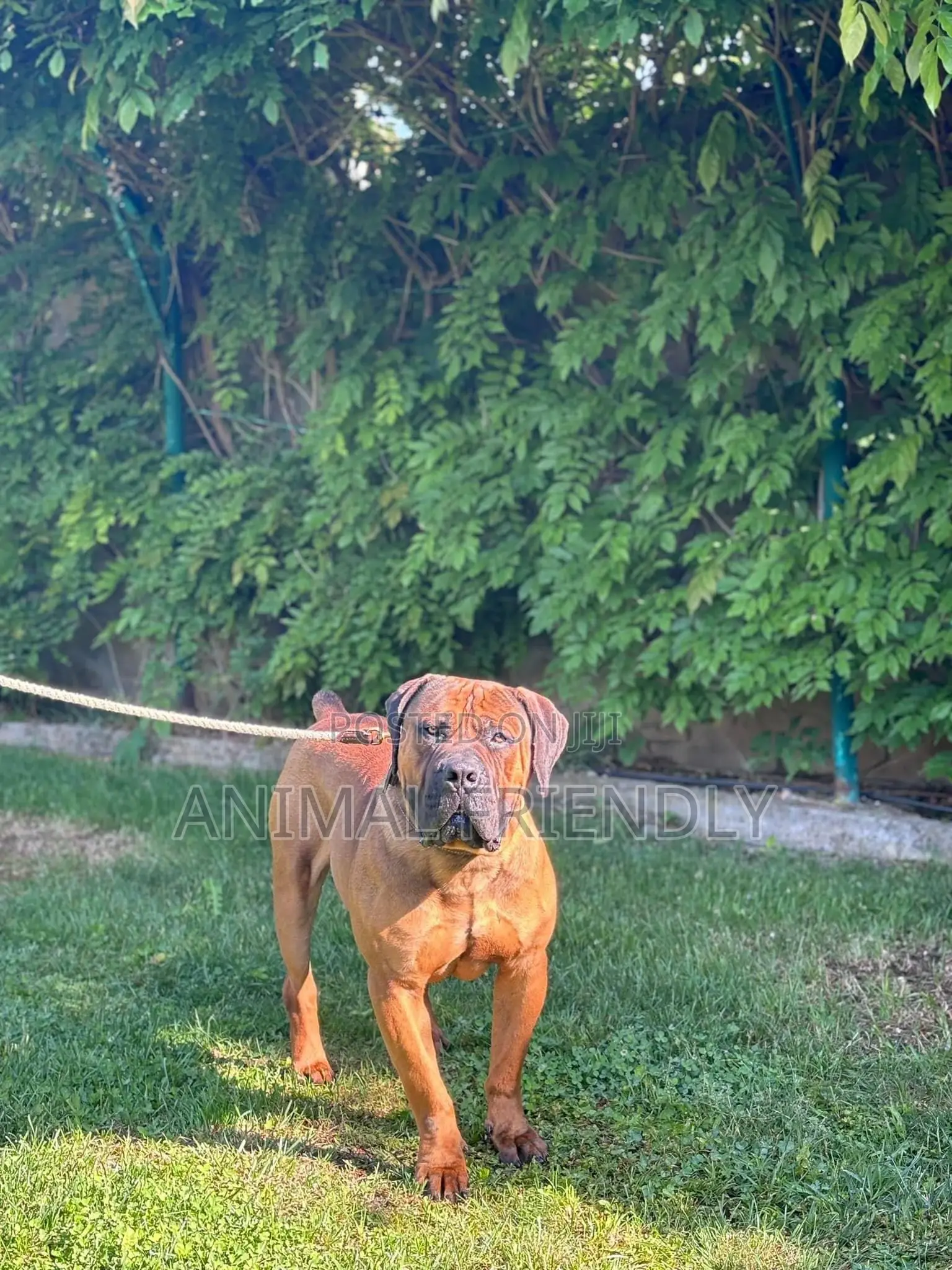 3-6 months Male Purebred Boerboel