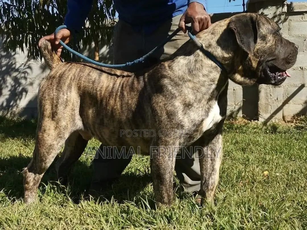 1-3 months Female Purebred Boerboel