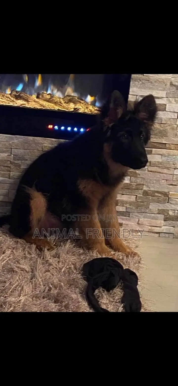 1-3 months Female Purebred German Shepherd