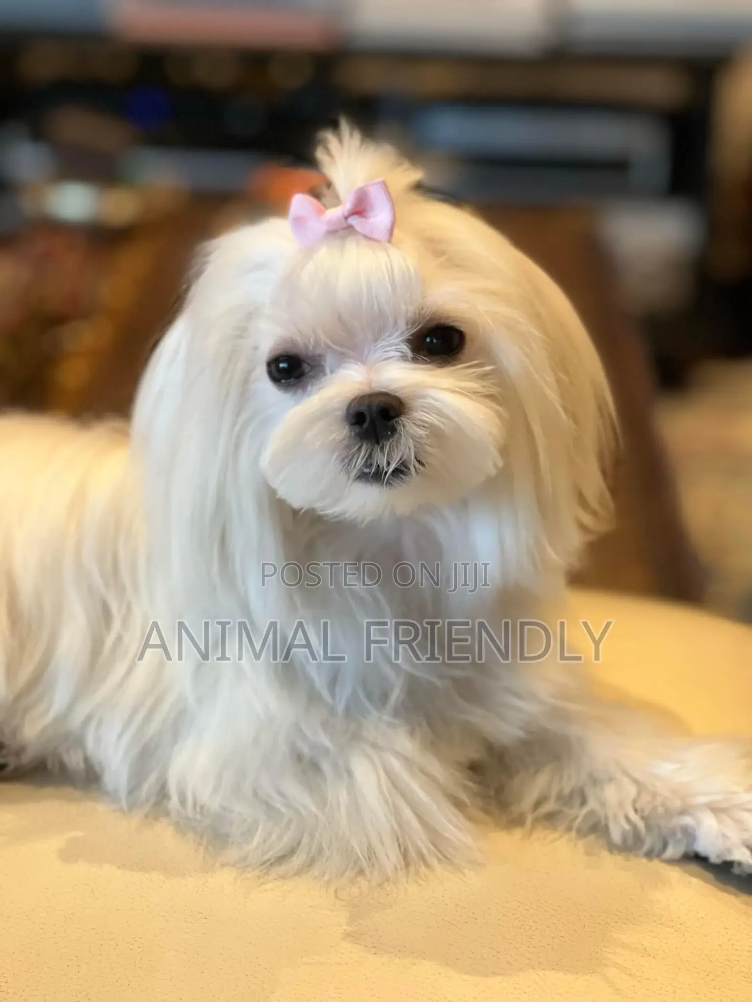 1-3 months Female Purebred Maltese