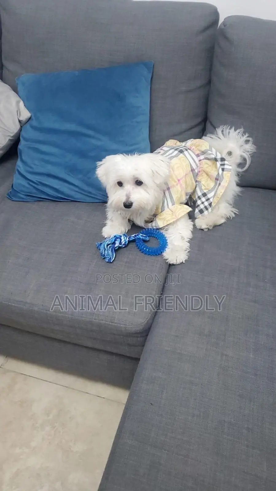 1-3 months Female Purebred Maltese