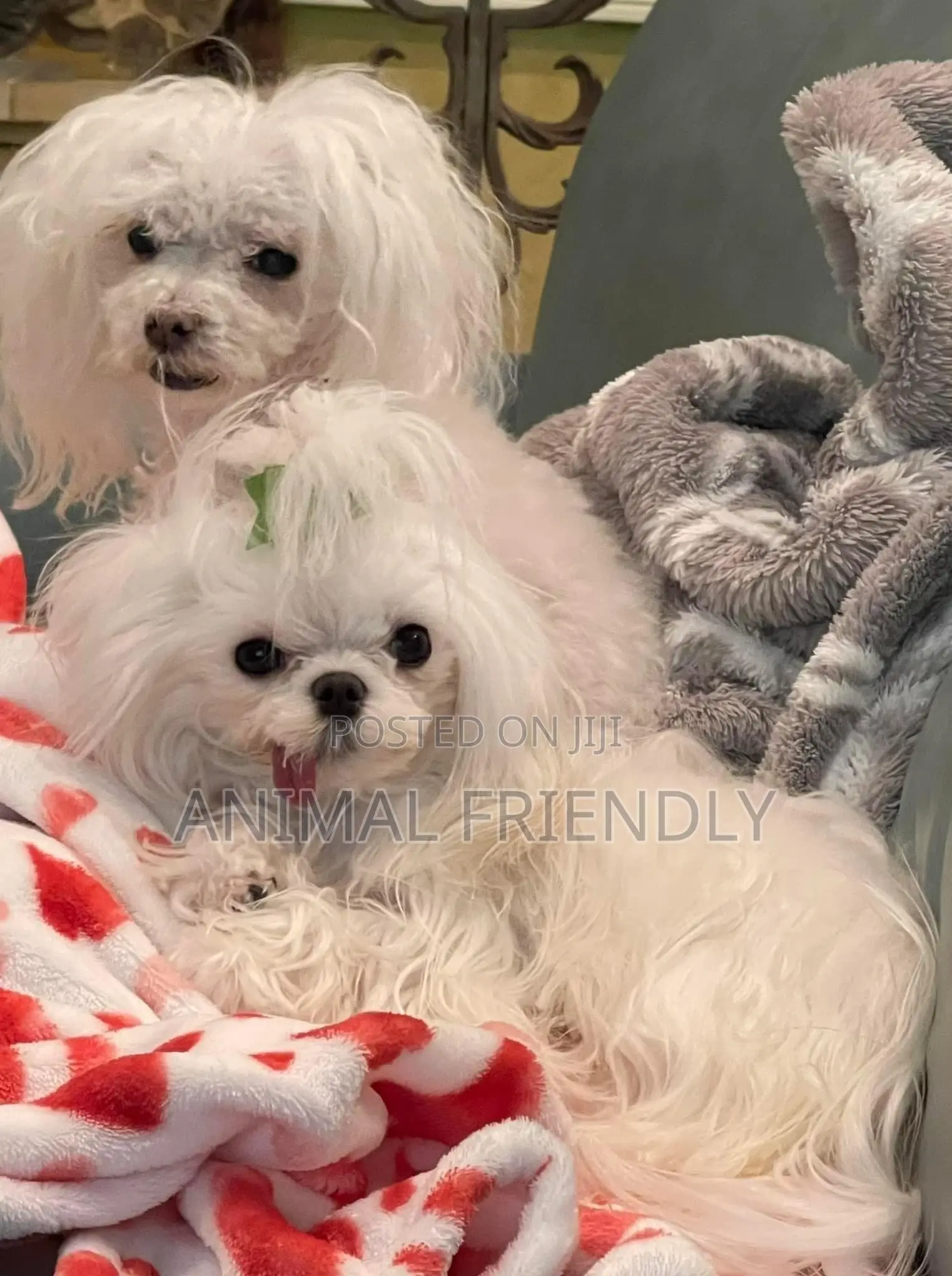 1-3 months Female Purebred Poodle
