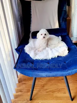 3-6 months Female Purebred Poodle