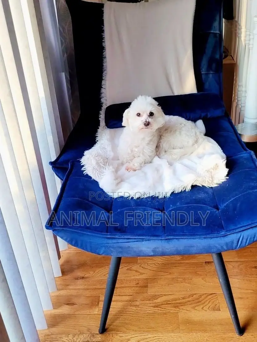 3-6 months Female Purebred Poodle