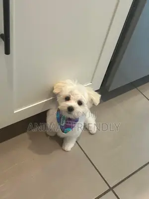 3-6 months Male Purebred Maltese
