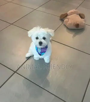 1-3 months Male Purebred Maltese
