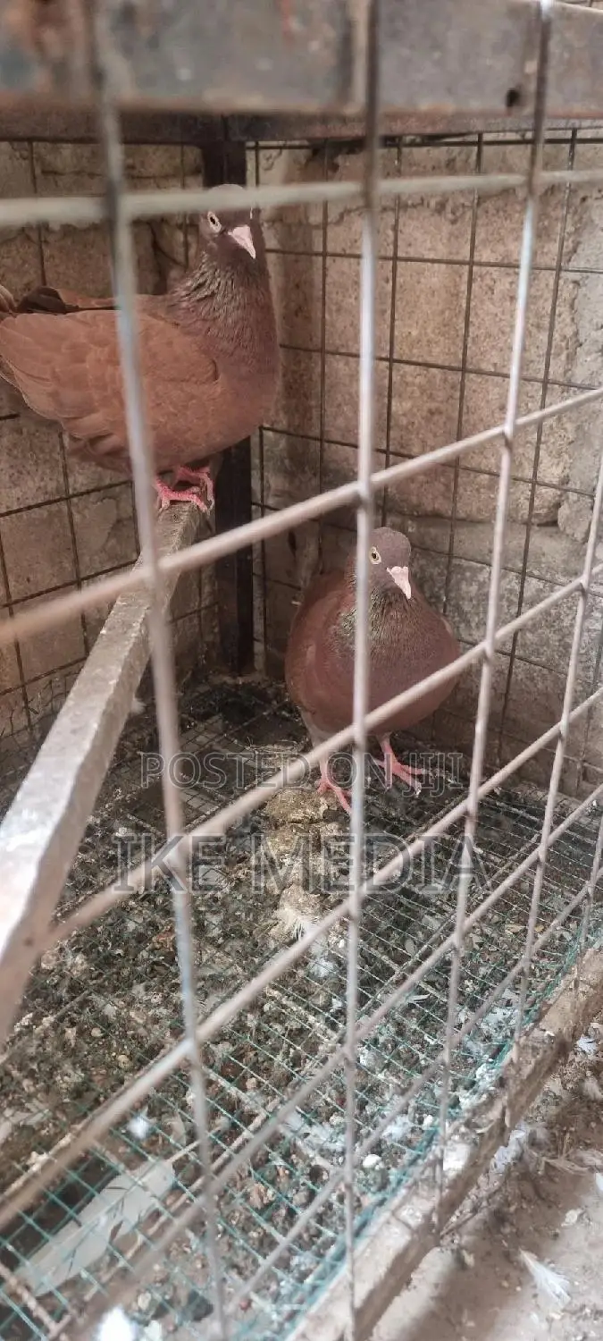 Recessive Red Pigeons