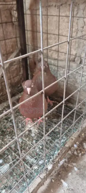 Recessive Red Pigeons